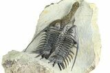 Spiny Psychopyge Trilobite - Huge For Species #362821-5